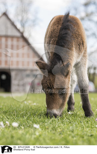 Shetland Pony Fohlen / Shetland Pony foal / KFI-01826