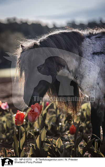 Shetland Pony Portrait / Shetland Pony Portrait / NP-01070