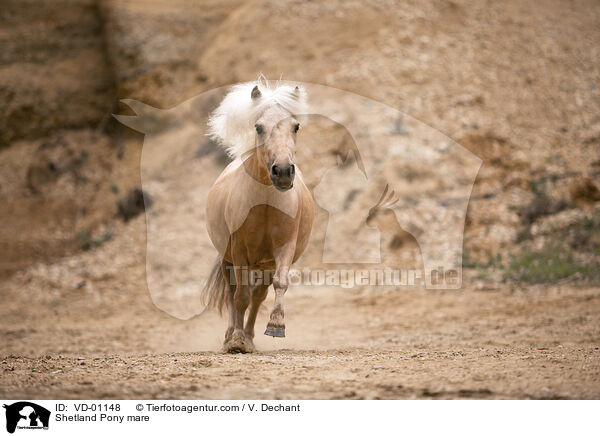Shetland Pony mare / VD-01148