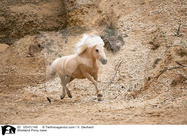 Shetland Pony mare / VD-01149