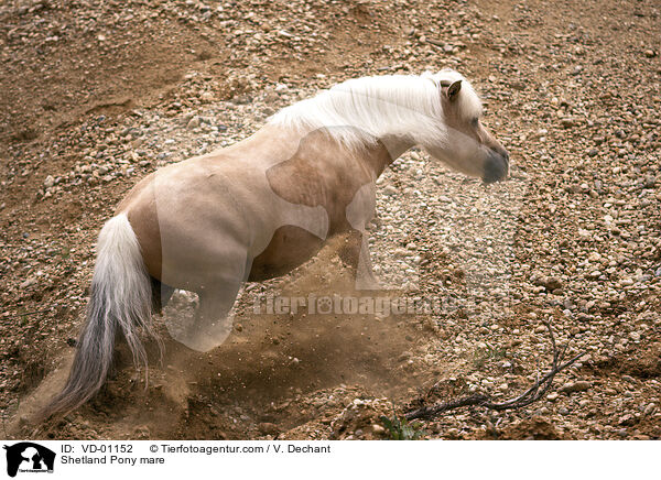 Shetland Pony mare / VD-01152