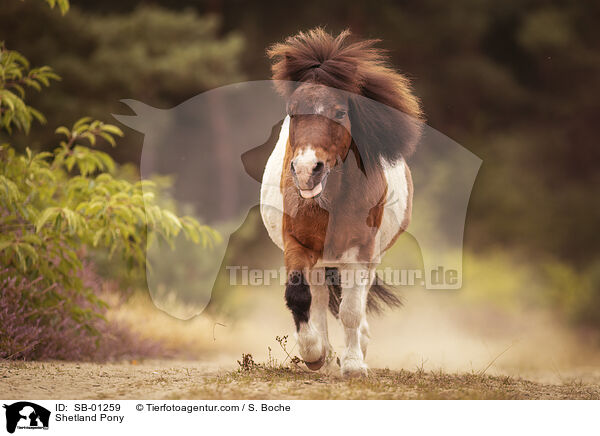 Shetland Pony / SB-01259