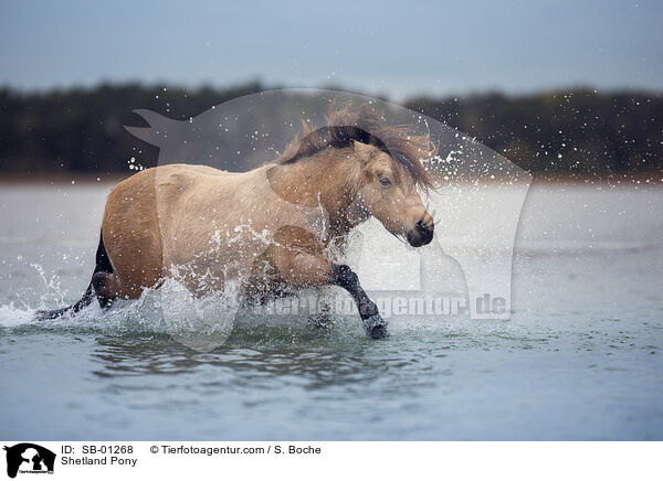 Shetland Pony / SB-01268