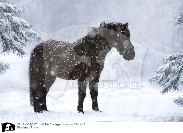 Shetland Pony / BK-01617