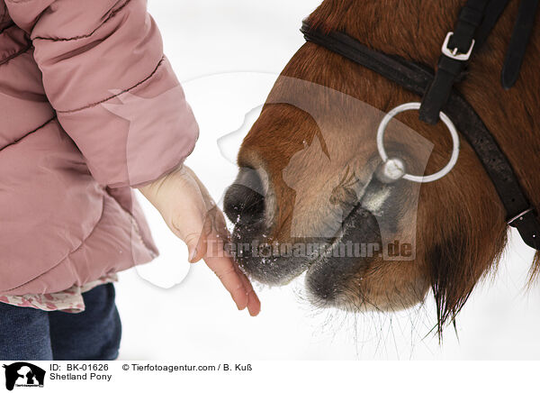 Shetland Pony / Shetland Pony / BK-01626