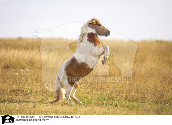 Shetland Pony Schecke / skewbald Shetland Pony / BK-01629