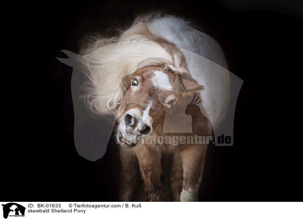 skewbald Shetland Pony / BK-01633