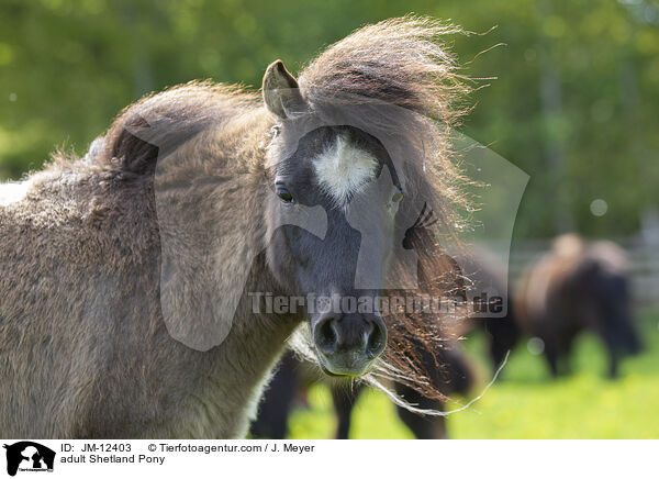 adult Shetland Pony / JM-12403