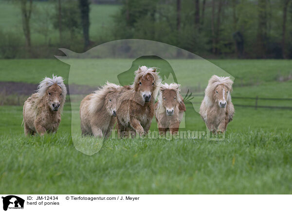 herd of ponies / JM-12434
