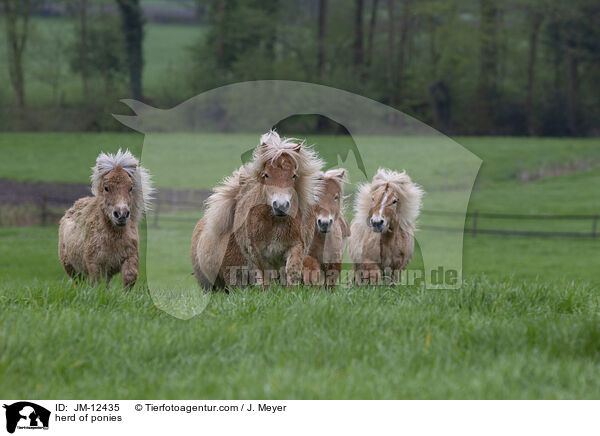 herd of ponies / JM-12435