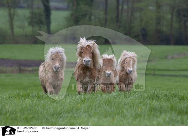 herd of ponies / JM-12436