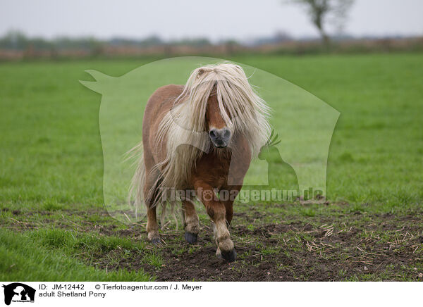 adult Shetland Pony / JM-12442