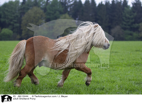 adult Shetland Pony / JM-12444