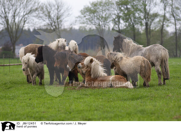 herd of ponies / JM-12451