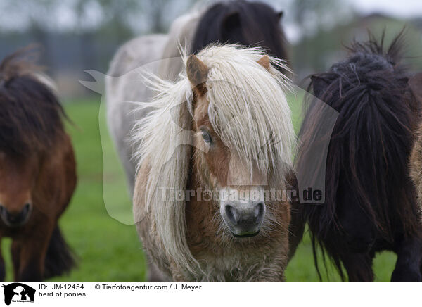 herd of ponies / JM-12454
