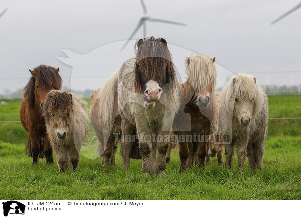 herd of ponies / JM-12455