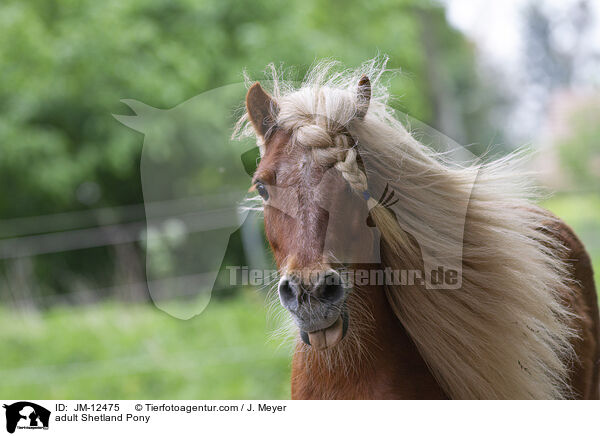 adult Shetland Pony / JM-12475