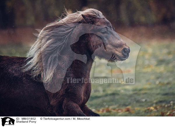 Shetland Pony / MM-01802