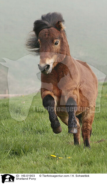 Shetland Pony / HS-01903