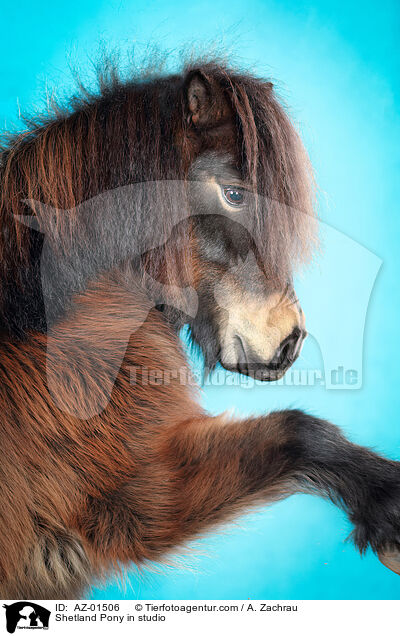 Shetland Pony in studio / AZ-01506