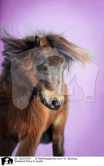 Shetland Pony in studio / AZ-01507