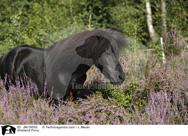 Shetland Pony / JM-16092