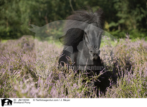 Shetland Pony / JM-16094