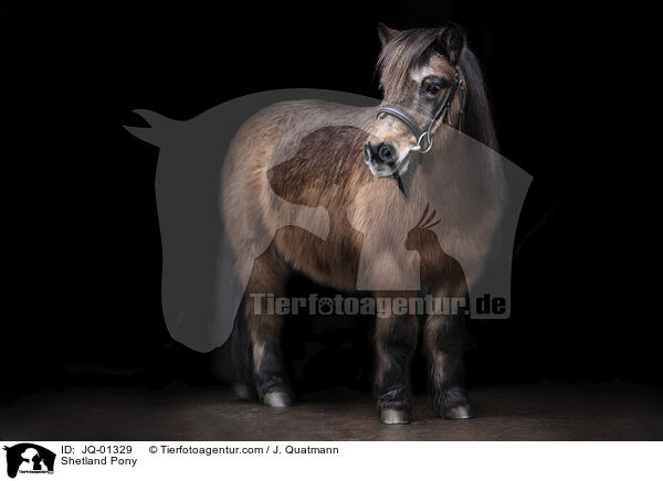 Shetland Pony / JQ-01329