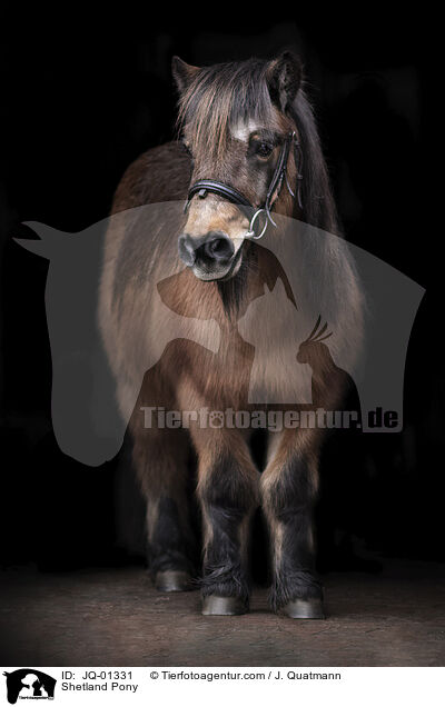 Shetland Pony / JQ-01331