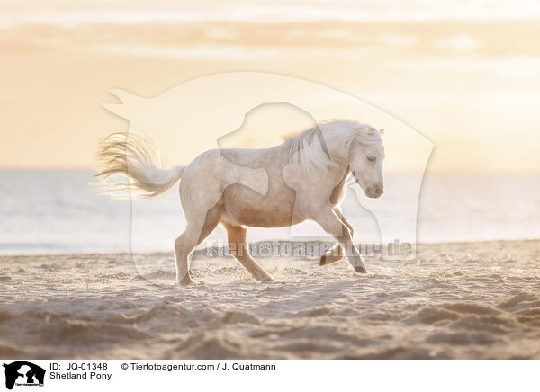 Shetland Pony / JQ-01348