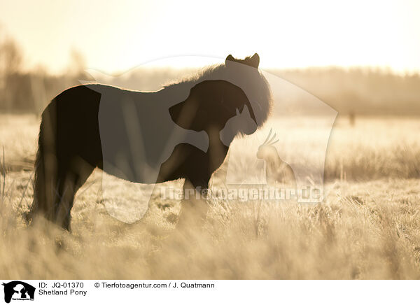 Shetland Pony / JQ-01370