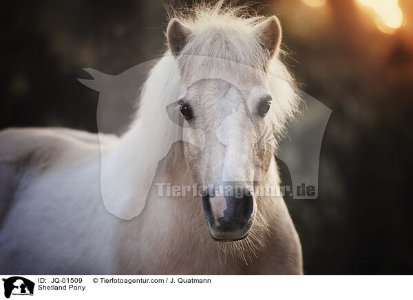 Shetland Pony / JQ-01509