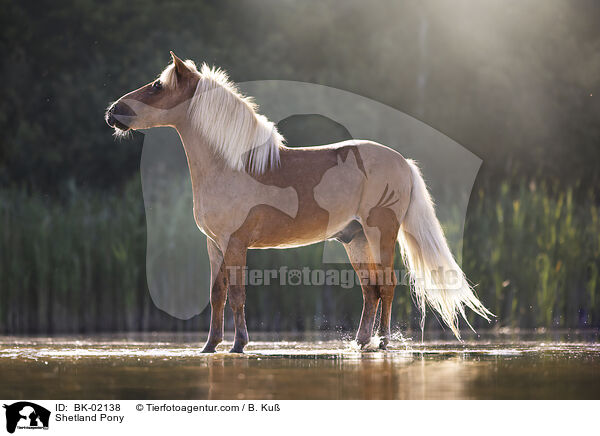 Shetland Pony / BK-02138
