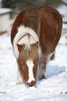 Shetlandpony