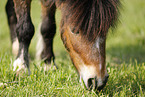 Shetland Pony on meadow