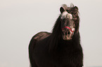 Shetland Pony Portrait