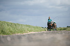 horse and carriage