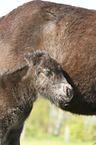 Shetland Pony foal