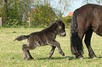 Shetland Pony foal