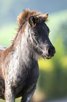 Shetlandpony Portrait