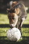 Shetland Pony foal