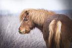 Shetlandpony in high grass