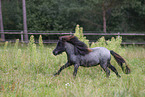 Shetland Pony in summer