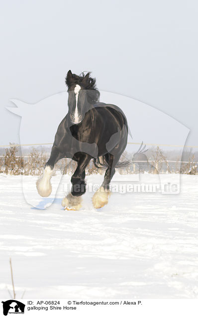 galloping Shire Horse / AP-06824