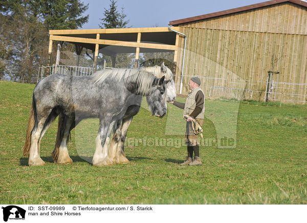 man and Shire Horses / SST-09989