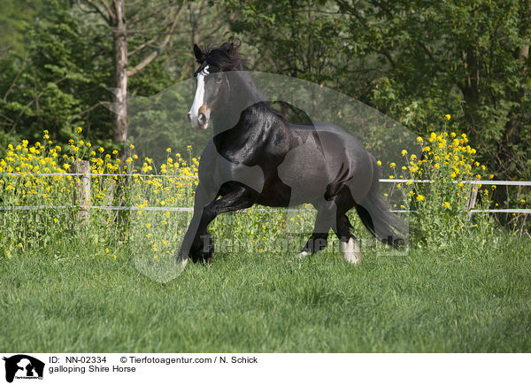 galloping Shire Horse / NN-02334