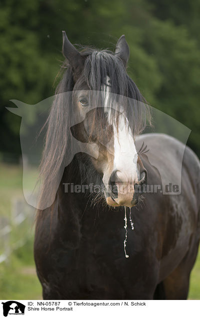 Shire Horse Portrait / NN-05787