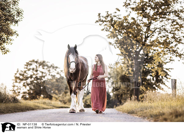waman and Shire Horse / NP-01138