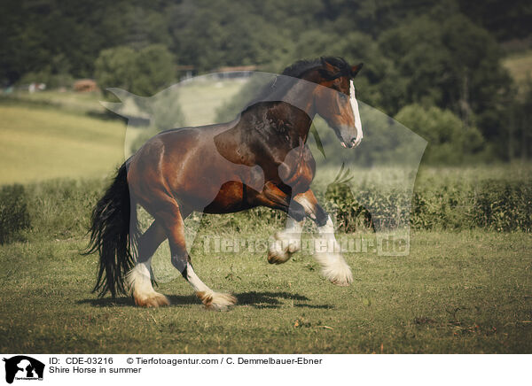 Shire Horse in summer / CDE-03216