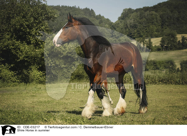 Shire Horse in summer / CDE-03217